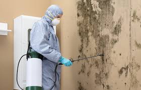 Reliable Omega, GA Mold Removal & Remediation Solutions